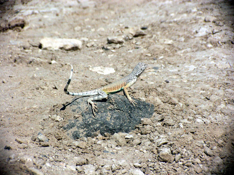 3-29-04---old3-28-04----pict0107